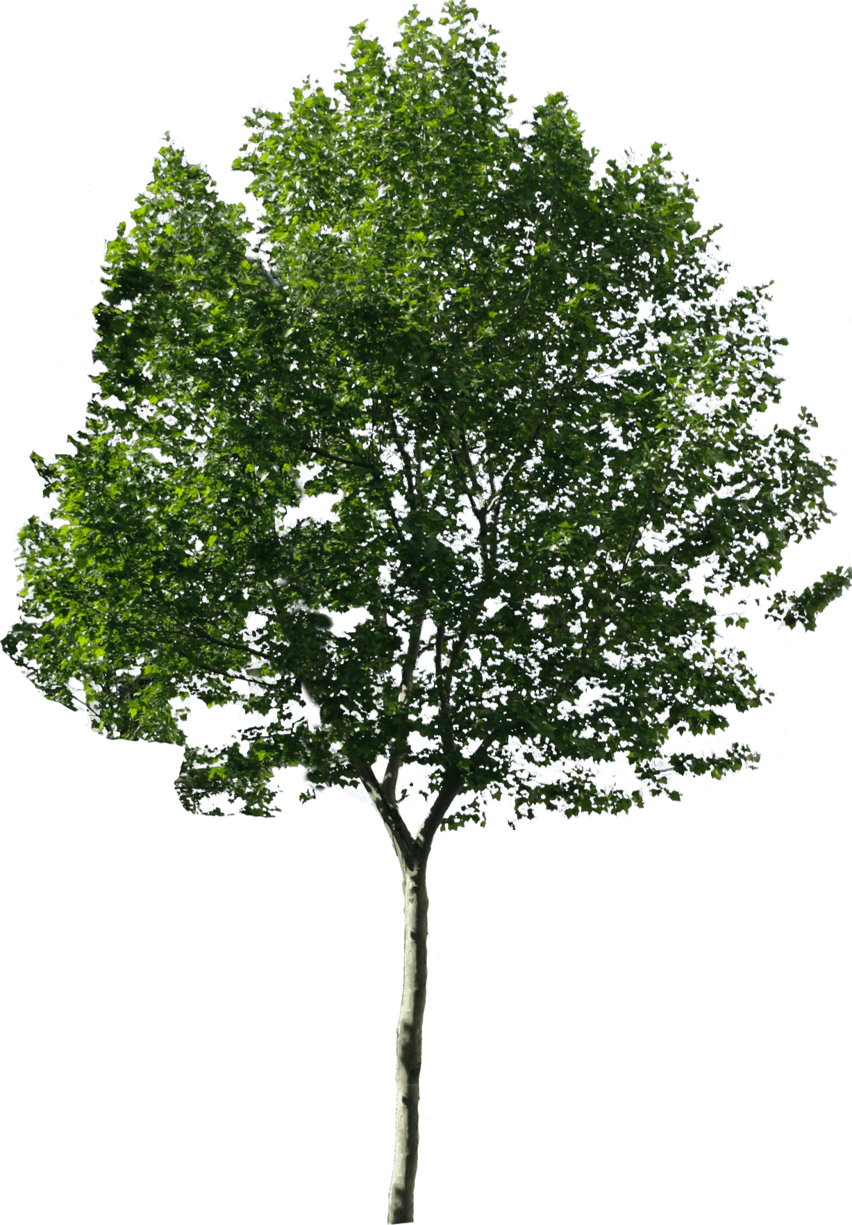 tree